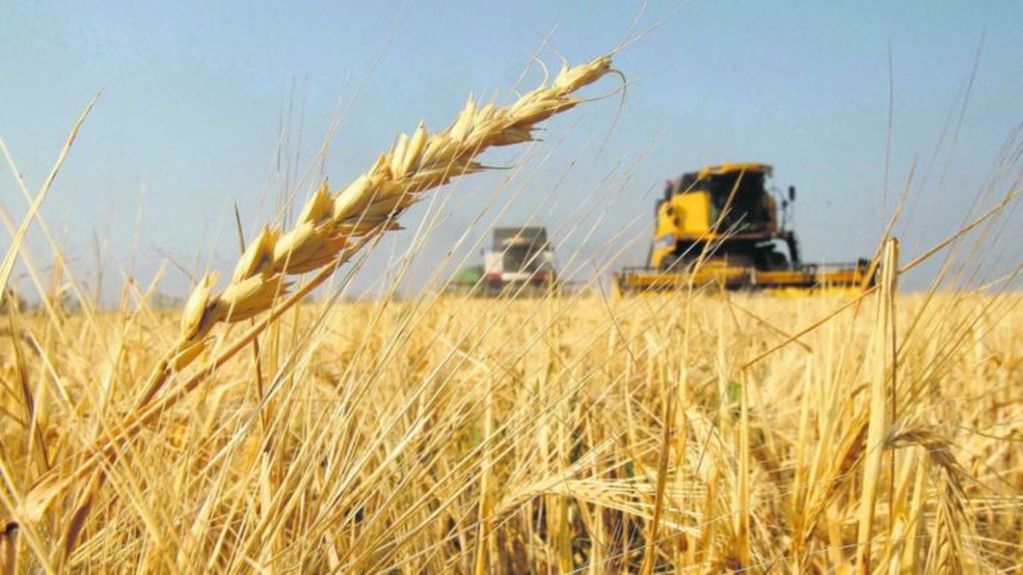 Buena campaña en la cosecha de trigo