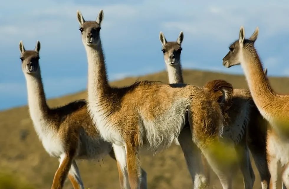 Desde mayo y hasta septiembre estará habilitada la caza de guanaco para su comercialización