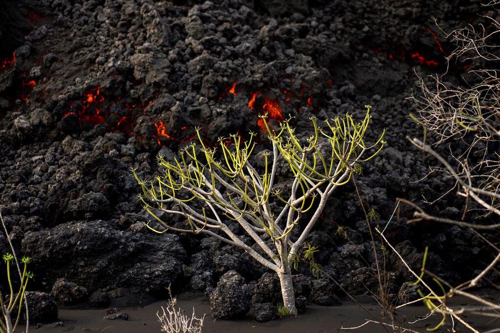 La lava avanza mientras un volcán continúa en erupción en la isla Canaria de la Palma, España. Foto Emilio Morenatti/AP.
