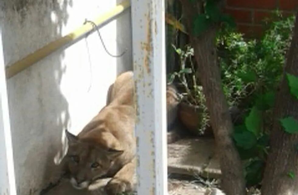 El puma fue encontrado en una casa particular de barrio Ampliación Palmar en Córdoba.