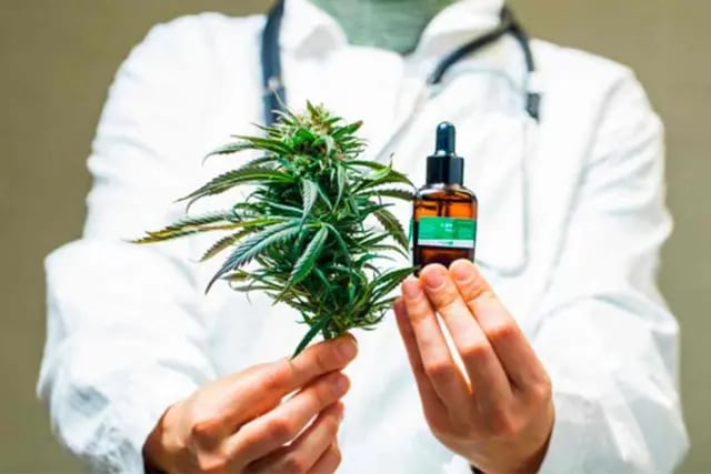 Autorizan el cultivo de cannabis medicinal en Misiones. Se autorizó la importación de nueve variedades genéticas de semillas de cannabis para el proyecto.