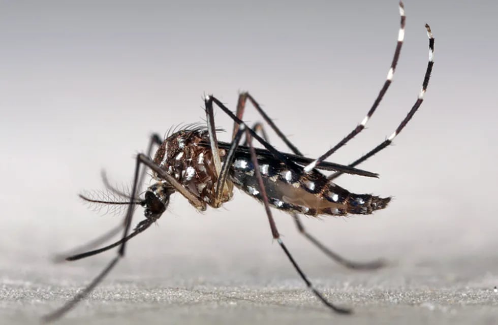 Se detectó el primer caso de dengue del 2022 en Rosario (Marcos Teixeira de Freitas/CC BY-NC 2.0).