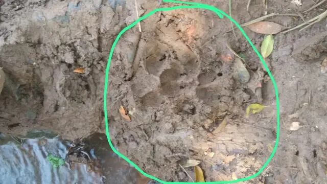 Guaraní: seis perros y una oveja fueron atacados por lo que podría ser un puma