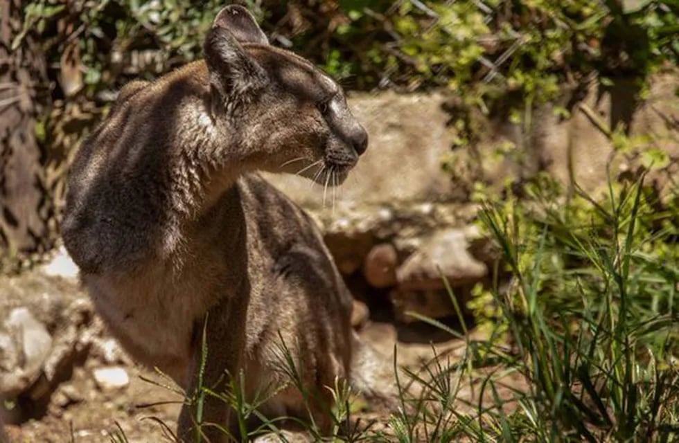 El ejemplar hembra de puma sufrió una amputación por una trampa y deberá vivir el resto de su vida al cuidado de los humanos (La Voz).