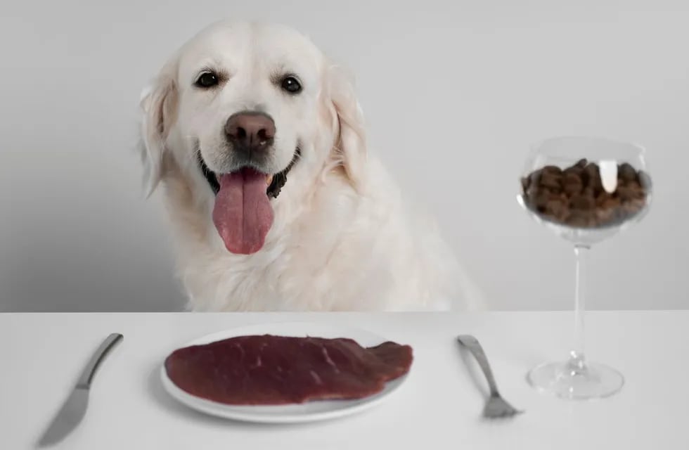 Qué alimentos son perjudiciales para un perro.