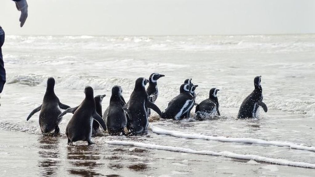 Pijuí, el pingüino que fue recuperado en Córdoba y que esta semana de mayo volvió al mar. (Foto Fundación Mundo Marino)