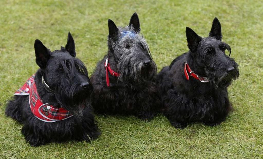 Terriers (Fotograía web)