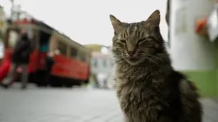 Video: el momento exacto en que un vagabundo robó un gato y se lo comió en plena calle