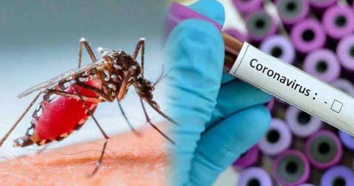 Diagnostican coronavirus y dengue a una mujer de 63 años en Salta