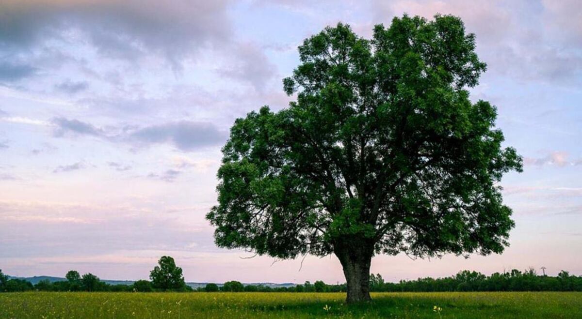Crece rápido y ayuda a soportar el calor: este es el árbol que los especialistas recomiendan plantar antes que termine diciembre thumbnail