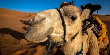 Un correntino hizo asado de camello en Qatar