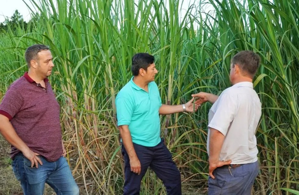 Buscan aumentar la producción de azúcar rubio en Misiones