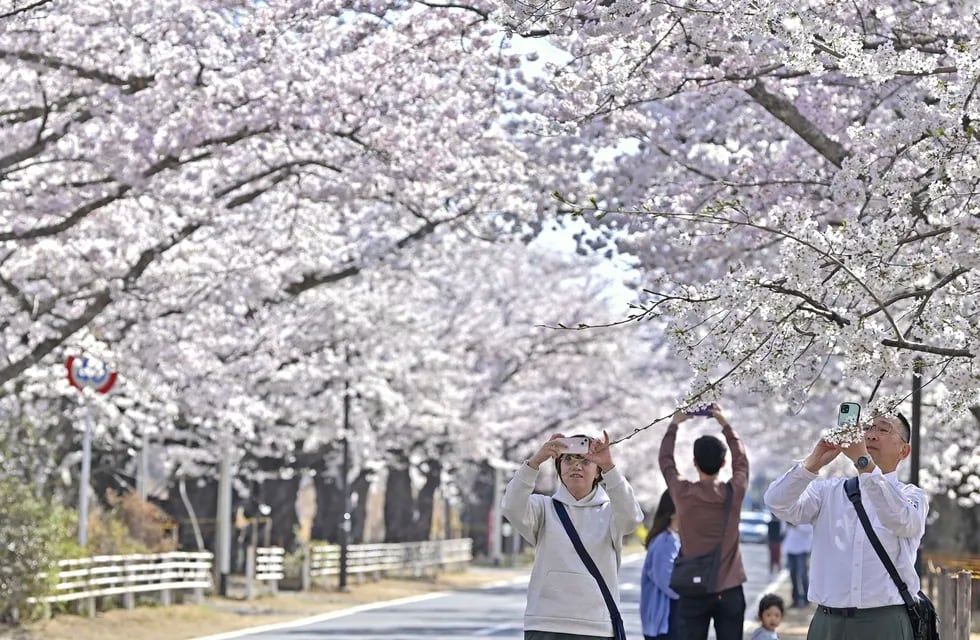 Visitantes toman fotografías de los cerezos en la localidad de Tomioka, en la prefectura de Fukushima, Japón, el sábado 1 de abril de 2023. (Kyodo News via AP)