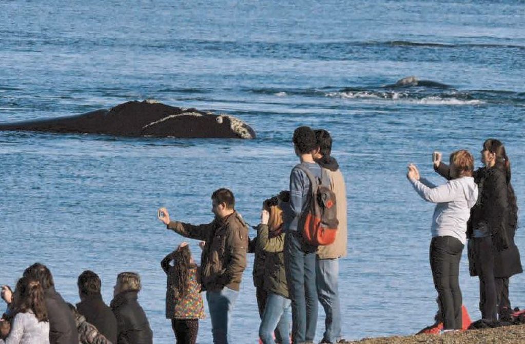El avistaje de ballenas es uno de los principales atractivos turísticos en Chubut.