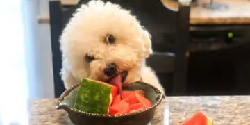 Qué frutas y verduras pueden consumir un perro.