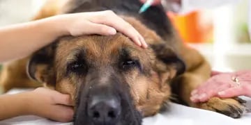 Piden el regreso de la eutanasia para perros en El Calafate.