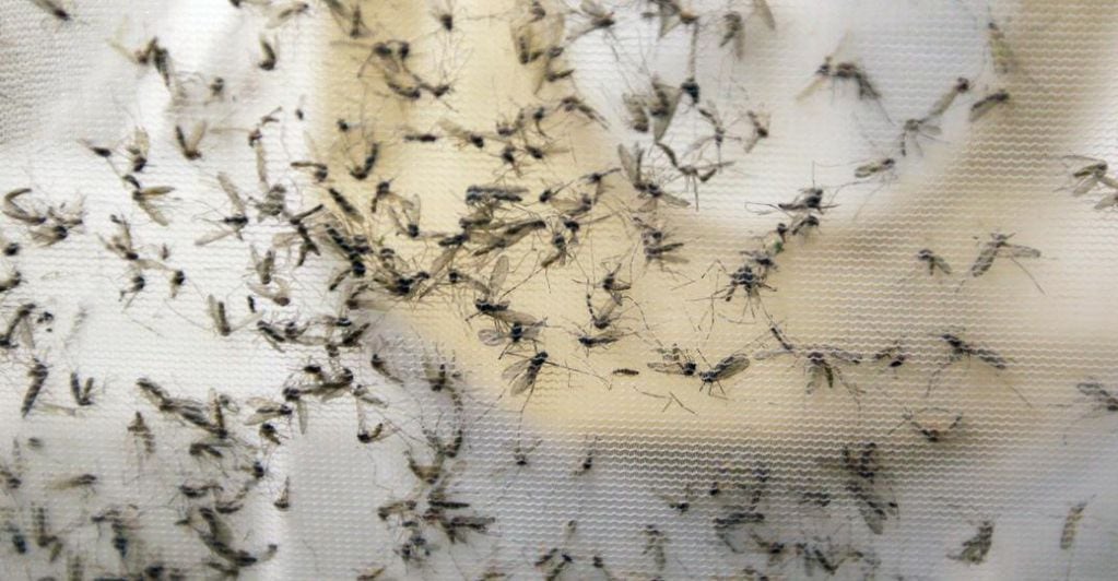 Los mosquitos invadieron otra vez la ciudad y la provincia de Buenos Aires. (Foto: AP)