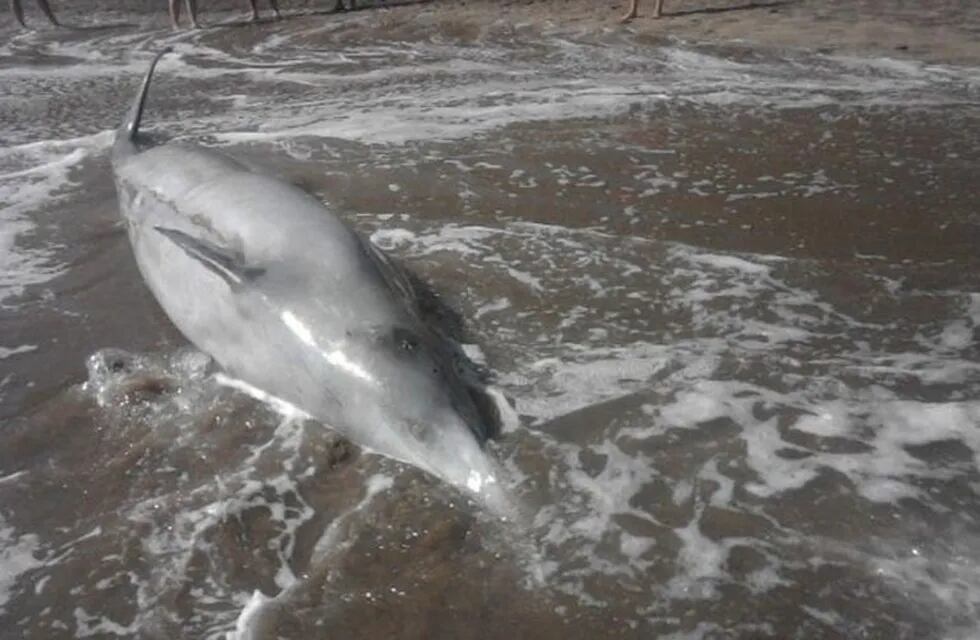Delfín hallado en Playa Serena (Foto: El Marplatense)