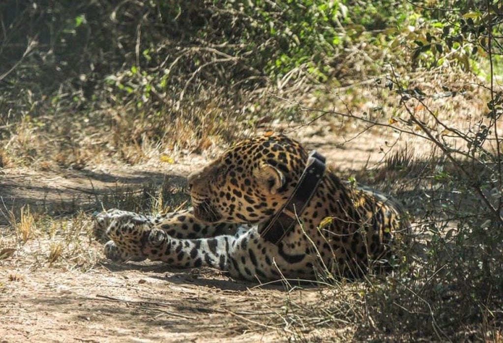 El Parque Nacional El Impenetrable informó la captura del yaguareté macho adulto de aproximadamente cinco años, y 111 kilos de peso,
