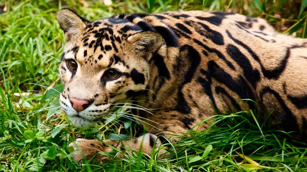 La pantera nebulosa o leopardo longibando es una especie amenazada.