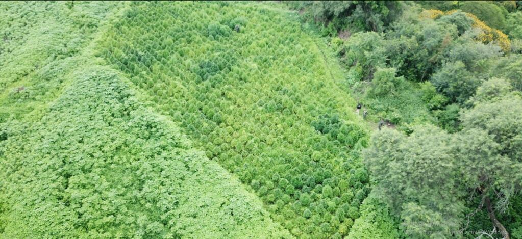 La plantación ilegal, camuflada entre árboles, se encuentra en territorio salteño, muy cerca del límite con Jujuy.