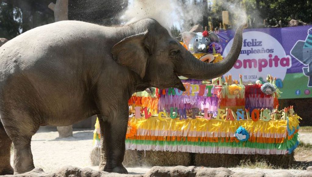Cumpleaños de la elefanta Trompita, en Guatemala (Web)