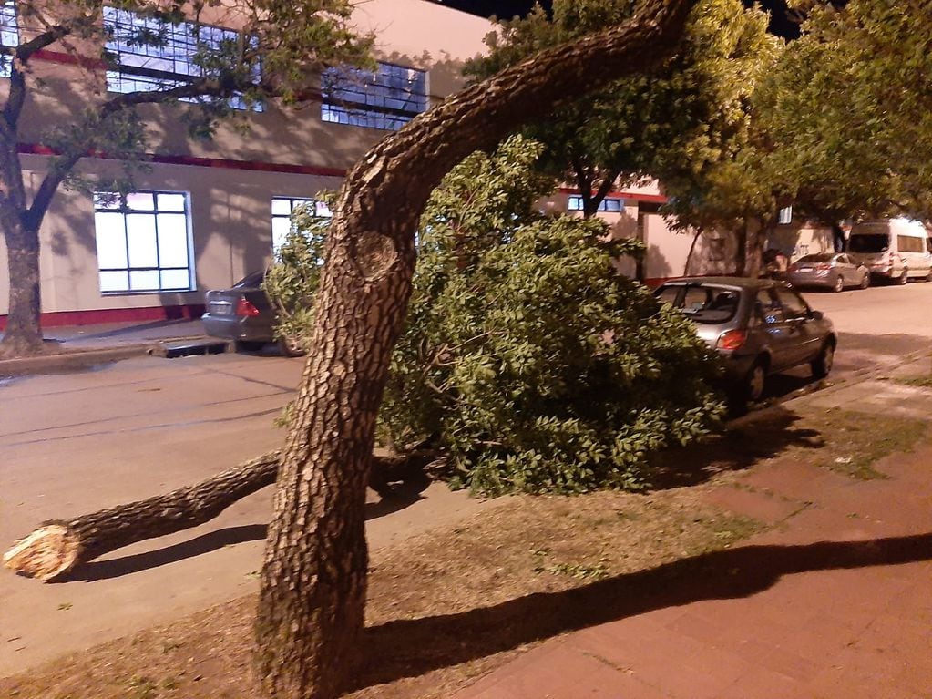 Se salvó por poco: una gran rama cayó a centímetros de un Fiesta, frente al club 9 de Julio