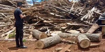 San Vicente: secuestran apeo ilegal de madera nativa