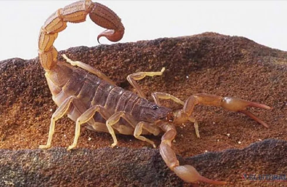 Los alacranes ya forman parte de la fauna urbana que habitualmente se encuentra en las viviendas.