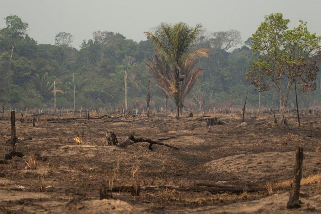 Vista de los daños producto del incendio en la selva amazónica