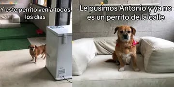 La emotiva historia de Antonio, el perrito callejero que recibió una transformación única