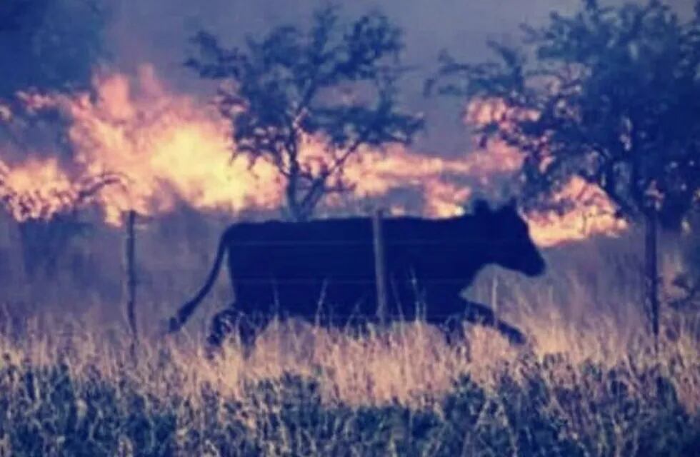 En los incendios en La Pampa ya murieron más de 1.000 vacas.