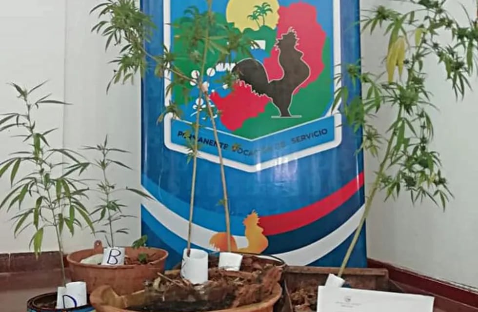 Incautaron plantas de marihuana en una vivienda de Puerto Iguazú.