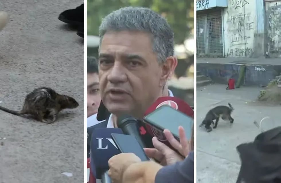 Una rata causó pánico en plena conferencia de Jorge Macri y el video se hizo viral.