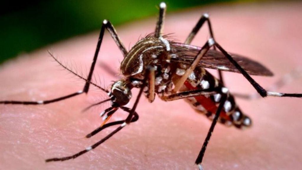 En la Ciudad, se registraron 223 casos de dengue desde el inicio del año.