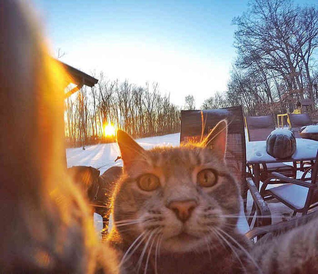 Están disponibles listas para gatitos. En la foto: Manny, el gato furor en las redes sociales. (Foto:Web)