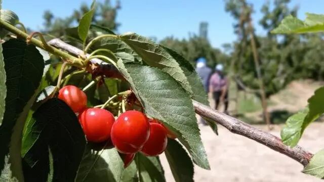 Temporada de cosecha