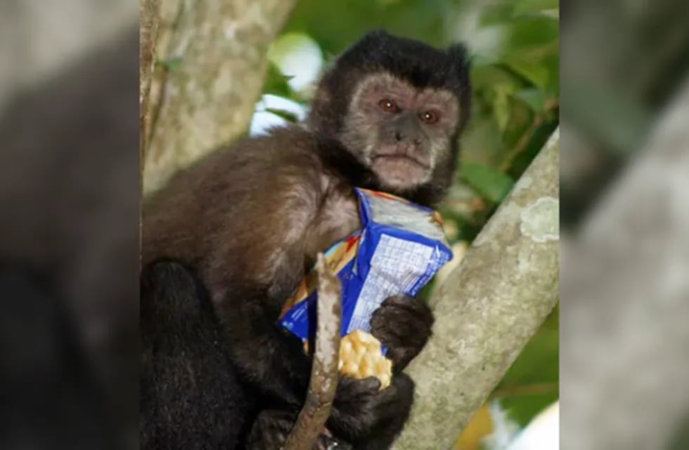 A través de una campaña, buscan concientizar sobre la no alimentación de los animales de la reserva en el Parque Nacional Iguazú.