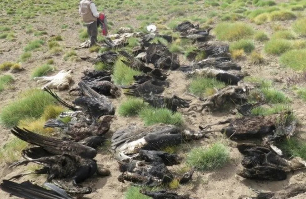 En un hecho sin precedentes fueron hallados 34 cóndores muertos en la localidad de Los Molles, Mendoza.