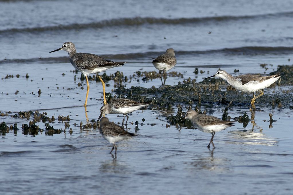 Aves playeras migratorias, vuelan desde Alaska hasta la laguna Mar Chiquita y son grandes transmisoras de la gripe aviar.