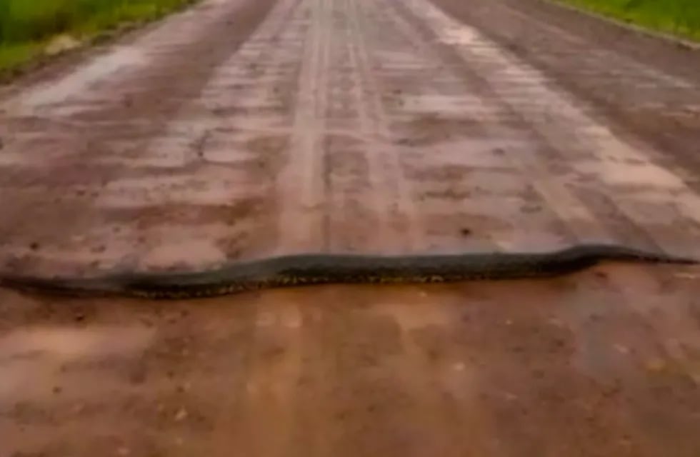 El video de una gigantesca anaconda que apareció en Corrientes