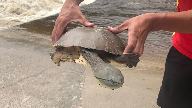 Hallaron un tortuga en el Río San Antonio