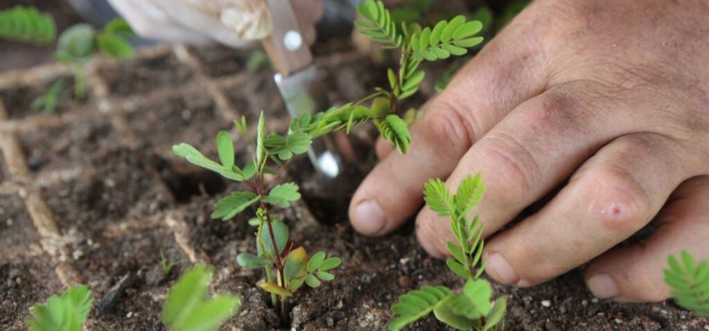 Algunos de los ejes estratégicos se enfocaron en la agricultura familiar, agroecología y bío- economía