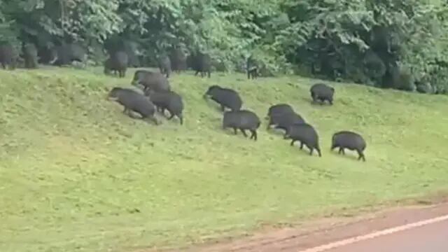 Captan a un grupo de pecaríes camino al aeropuerto de Puerto Iguazú