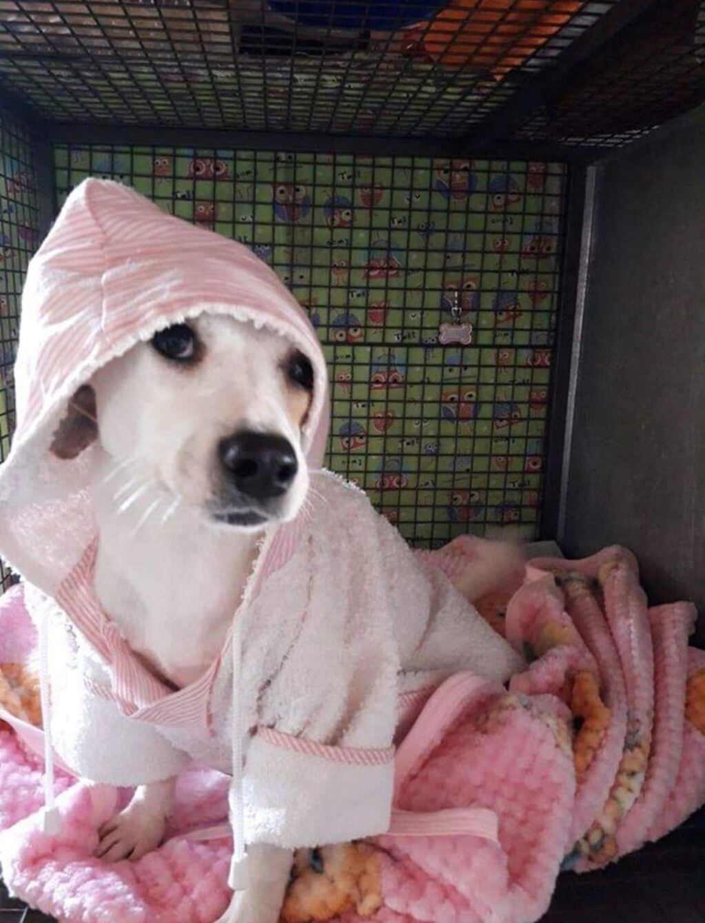 Rosita, la perra que había sido despellejada en Río Cuarto, se recuperó, está fuera de peligro y cientos de personas quieren adoptarla. (Edecom)