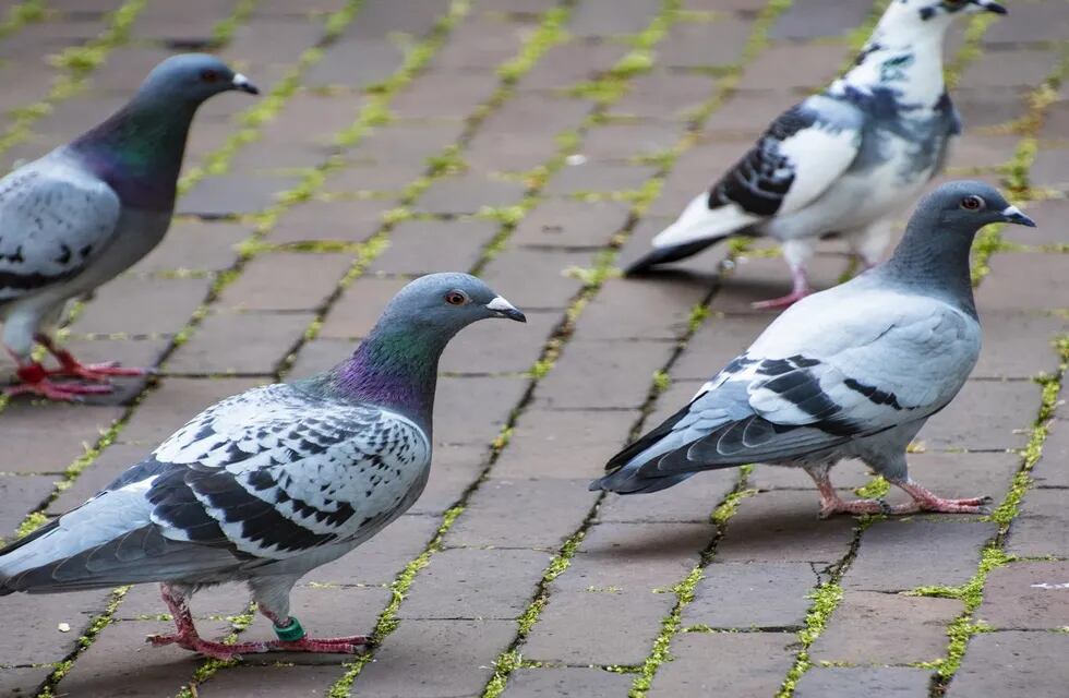 El drama de la cantidad de palomas se coló en el Concejo rosarino.