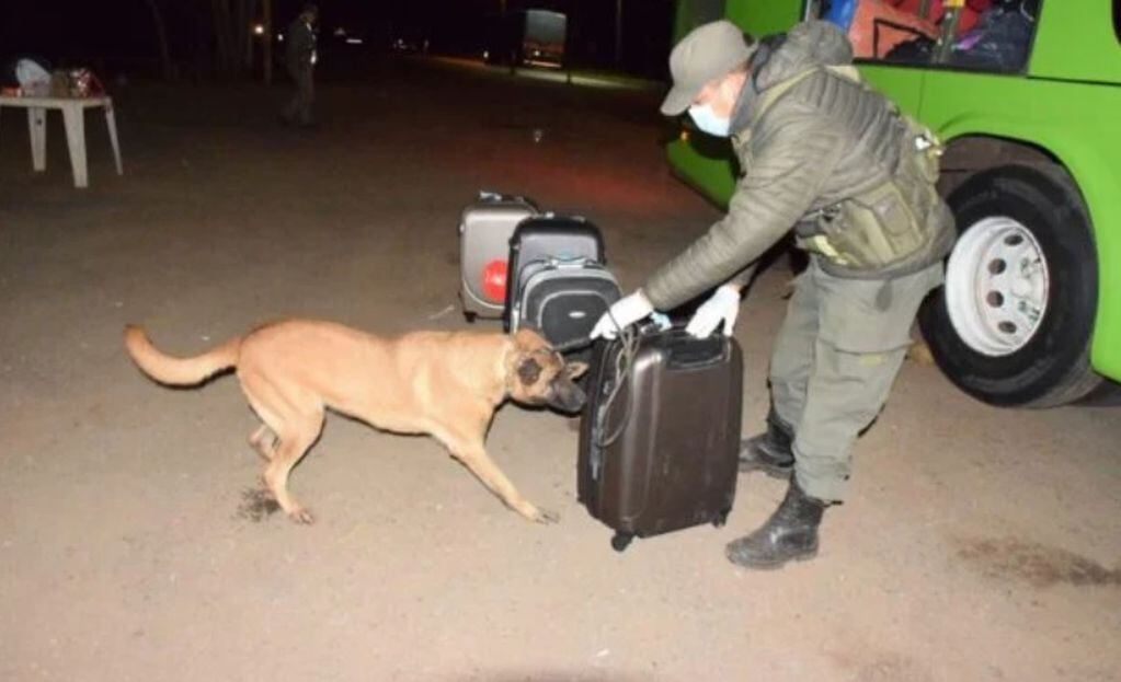 Gracias a un can antinarcóticos, secuestran marihuana procedente de Puerto Iguazú.