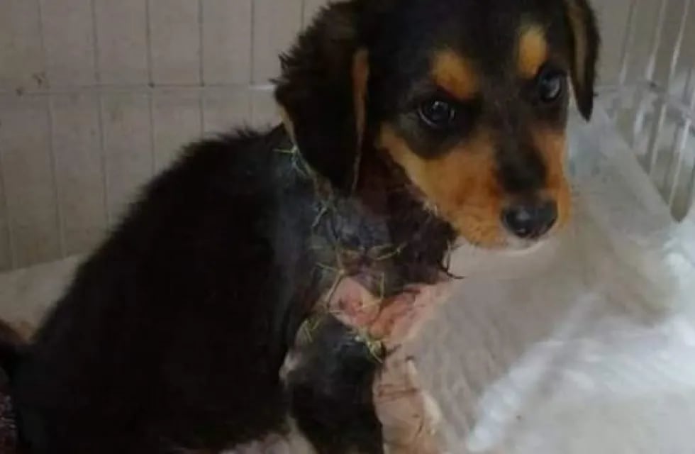 Angelita, la cachorrita brutalmente atacada (web).