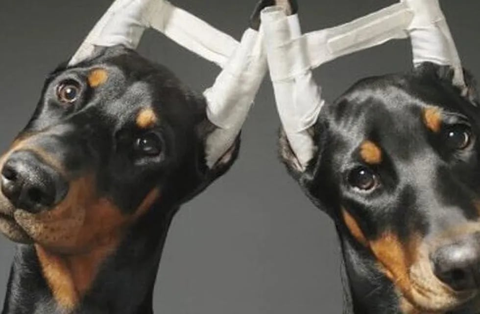 Perros orejas cortadas