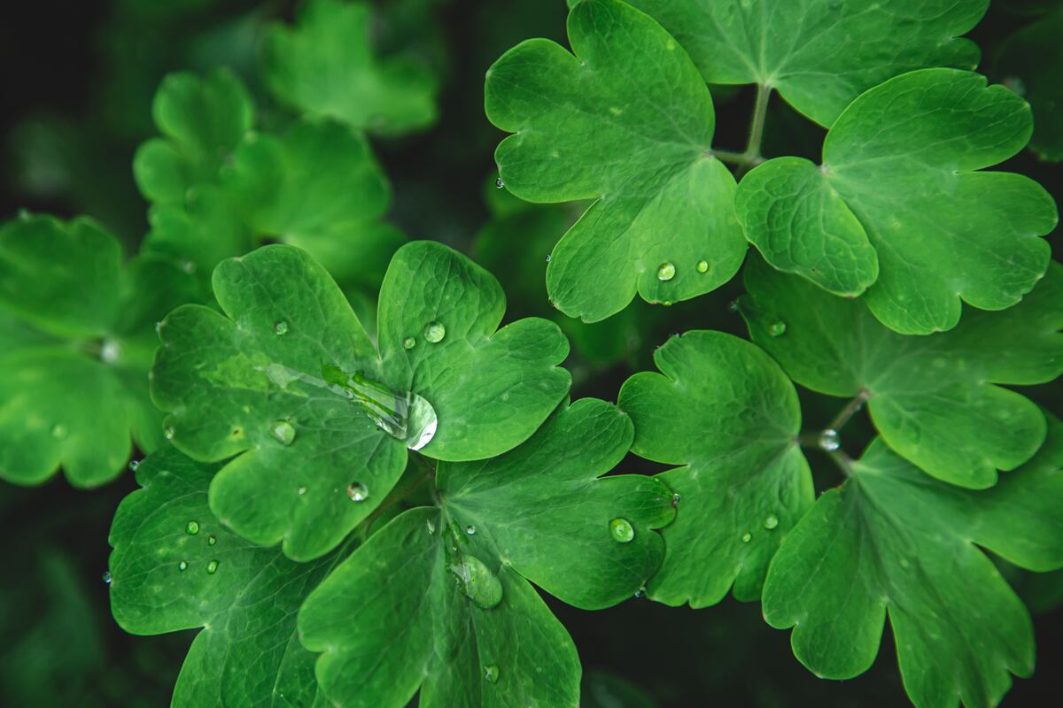 Centella asiática: ¿qué es?, beneficios, contraindicaciones y más – HJEMV